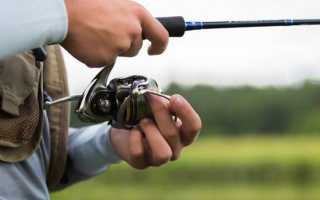 Рыба кефаль, характеристика вида, особенности питания и поведения