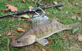 Как ловить судака в Трехречье на джиговые приманки