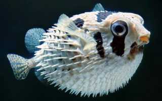 Рыба шар (с колючками и шипами): содержание, совместимость, размножение, уход, кормление, фото