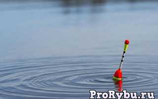 Поплавочная снасть на карася, виды удочек, оснасток и особенности ловли