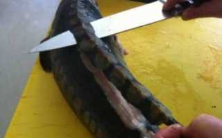 Как почистить стерлядь в домашних условиях