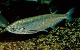 Ловля чехони