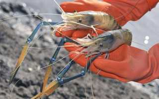 Красный мангровый краб:описание,содержание,разведение,фото