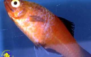 Колумнариоз у рыб — лечение в общем аквариуме и причины появления