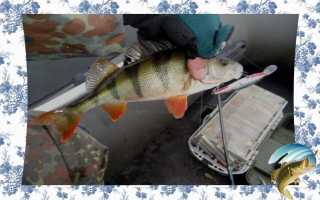 Как выбрать спиннинг для ловли окуня