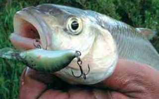 Рейтинг воблеров на голавля – 10 лучших и самых уловистых