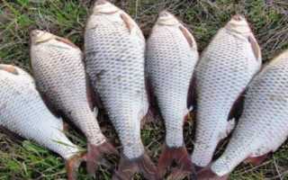 Рыбалка на плотву в апреле