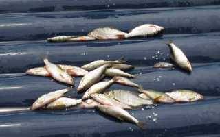 Поплавочная ловля капризной плотвы перед ледоставом.