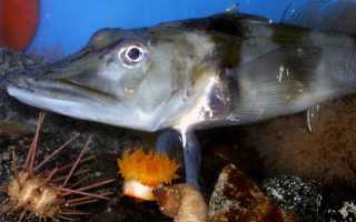 Ледяная рыба