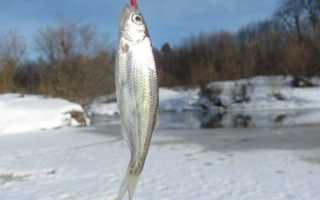 Ловля уклейки осенью: выбор удочки и ее оснащение, приманка и прикормка