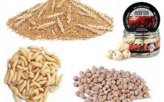 Особенности ловли карпа осенью и выбор наживок и снастей