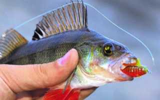 Секреты ловли окуня на отводной поводок