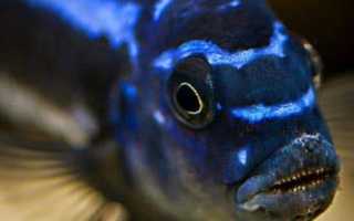 Самая большая цихлида — Северум, он же ложный дискус