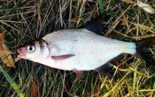 Рыбалка в мае — кого, на что и как ловить