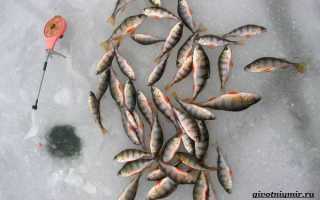 Ловля окуня