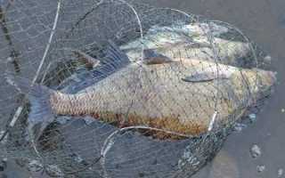 Ловля леща на фидер