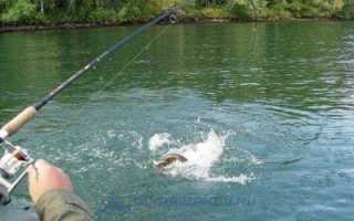 Сазан на поплавочную удочку