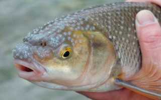 Рыба «Кутум» фото и описание