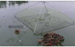 На что ловить раков в раколовке