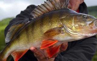 Ловля окуня на спиннинг c берега и лодки: весной, летом, осенью