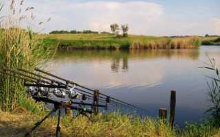 Как ловить карпа в августе на пруду