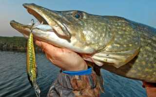 Рыбалка на щуку осенью на спиннинг