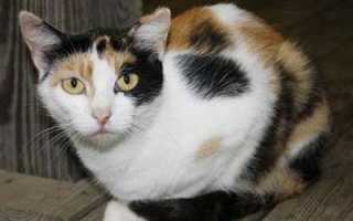 Рыба «Калико басс» фото и описание