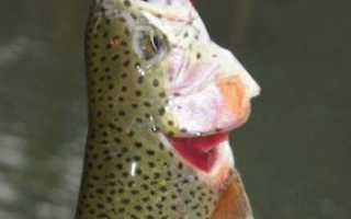 Платная или бесплатная рыбалка: что лучше выбрать?