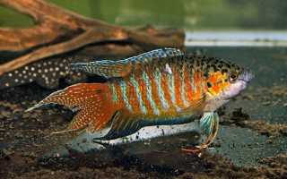 Райская рыбка макропод: правила содержания, тонкости ухода и совместимость с другими обитателями аквариума