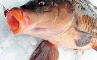 Рыбалка зимой на карпа, места его обитания