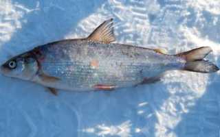 Рыба «Сиг-пыжьян» фото и описание