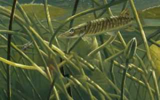 Ловля щуки поплавочной удочкой на живца: правильная оснастка на поплавок и лучший живец на щуку