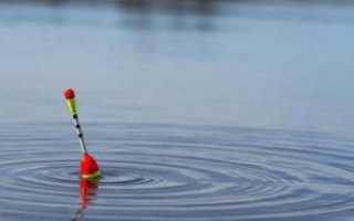 Ловля сазана на кукурузу