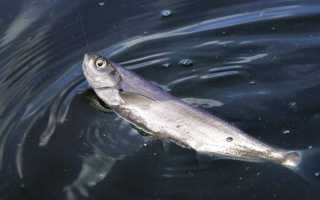 Как ловить чехонь на фидер – тактика, оснастка, приманки