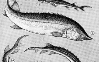 Разница между стерлядью и осетром