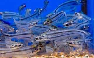 Рыба «Сальпа» фото и описание