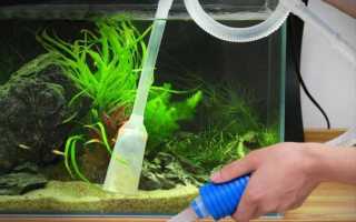 Болезни аквариумных рыб: лечение,описание,фото,симптомы,видео