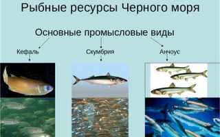 Описание черного моря ресурсы моря