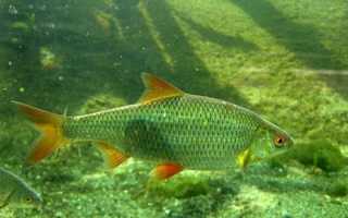 Ловля плотвы осенью, особенности поведения рыбы и хитрости оснащения