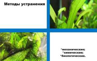 Черная борода: главное, не запускать процесс!