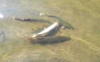 Как сделать кукан для рыбы своими руками