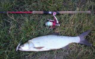 Какой строй спиннинга выбрать: пошаговое описание для начинающих и советы как выбрать строй правильно (105 фото + видео)