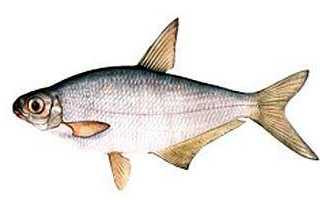 Рыба салака: описание, особенности поведения, основные способы ловли