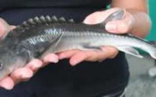 На что ловить стерлядь