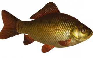 Рыба «Карась серебряный» фото и описание