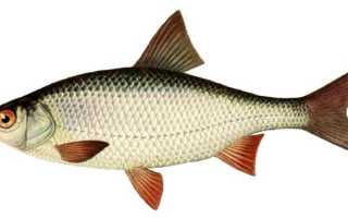 Чем отличается плотва от красноперки