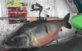 Как ловить карпа летом?