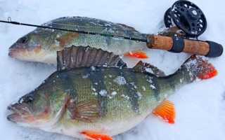 В поисках крупного стайного окуня Обского водохранилища! Ловля на Джиг!