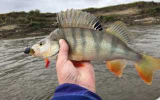 Ловля щуки на джиг осенью: особенности и секреты рыбалки