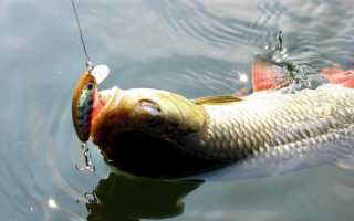 Пресноводная головань рыба: образ жизни и способы ее ловли